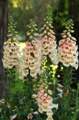 Picture of Digitalis (Foxglove) Dalmation F1 - Peach